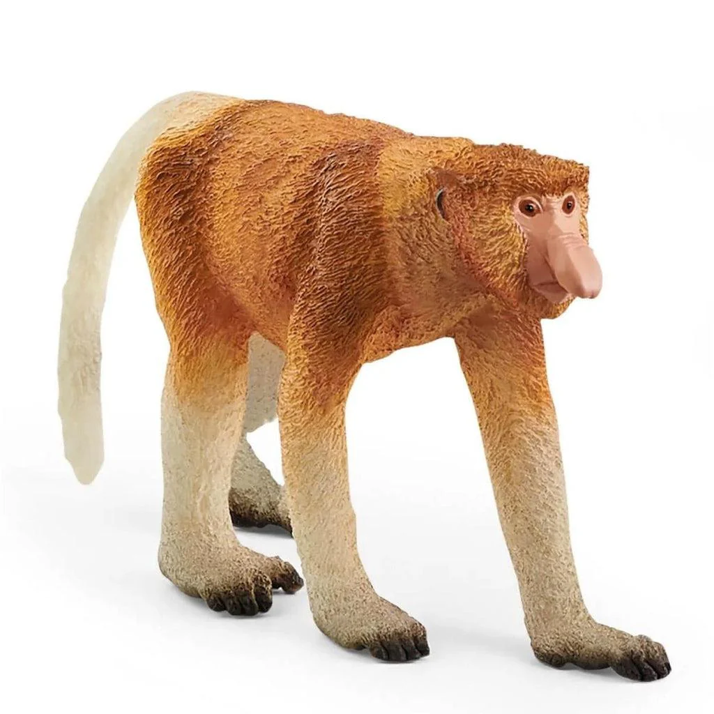 Proboscis Monkey