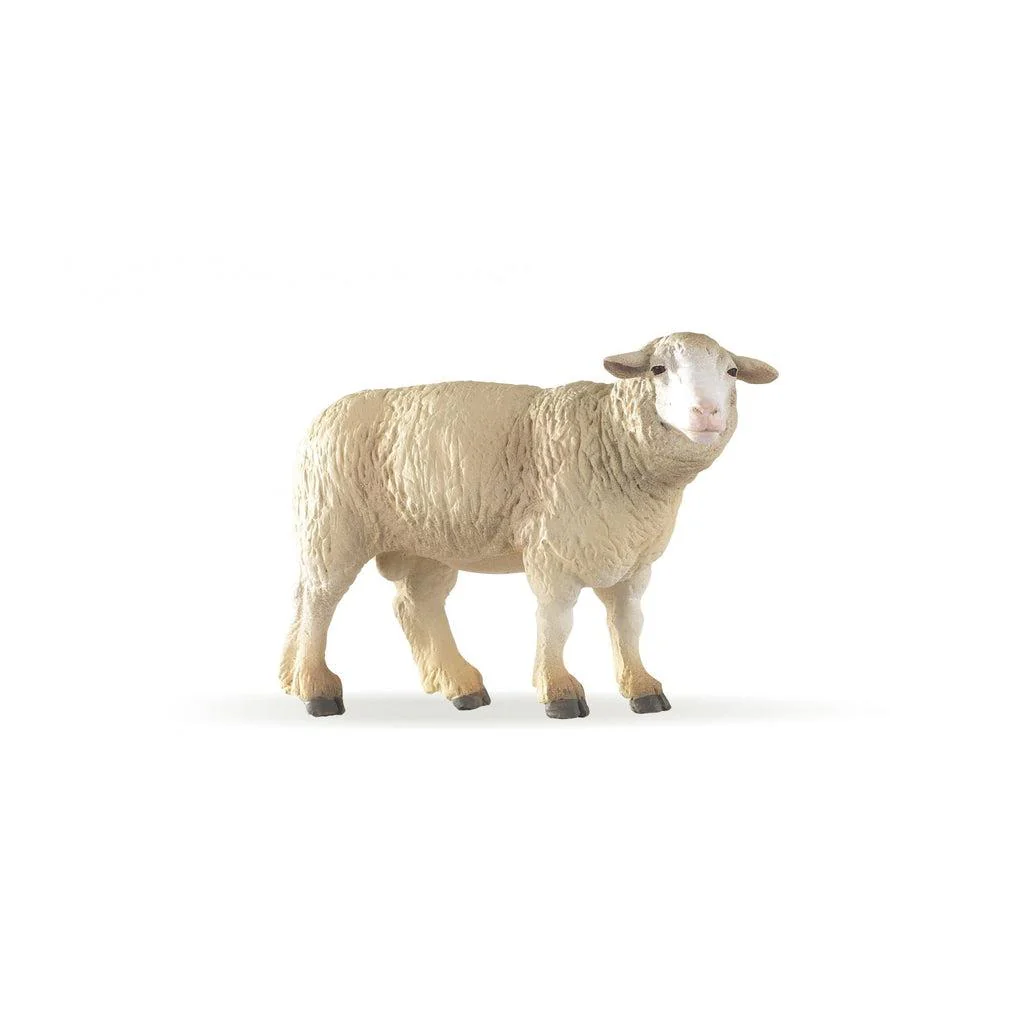 Sheep